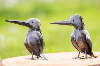 Twee IJsvogels